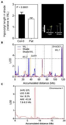 Functional analysis of PHYB polymorphisms in Arabidopsis thaliana collected in Patagonia